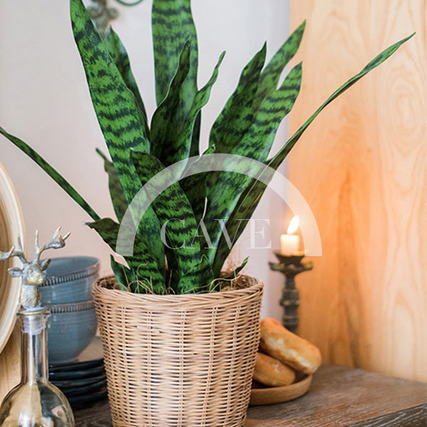 Indoor Artificial Plants - Tiger Tail Orchid with Green Leaves - More Sizes