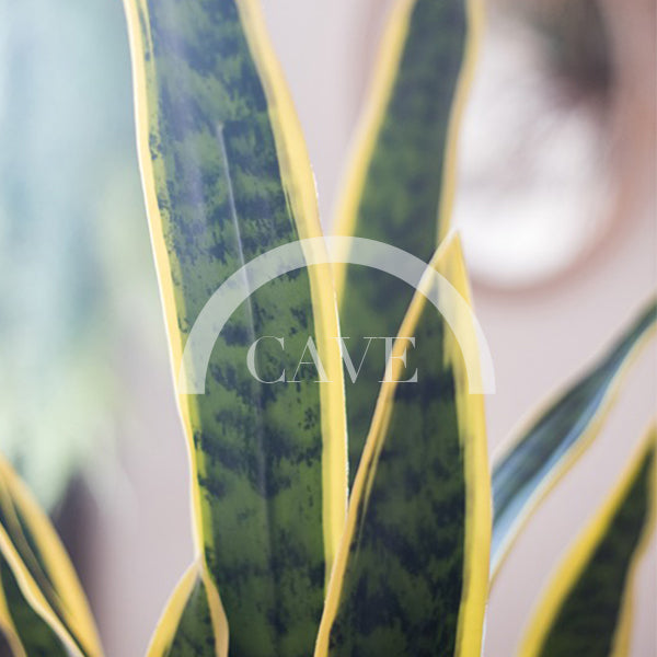 Indoor Artificial Plants - Tiger Tail Orchid with Yellow Leaves - More Sizes
