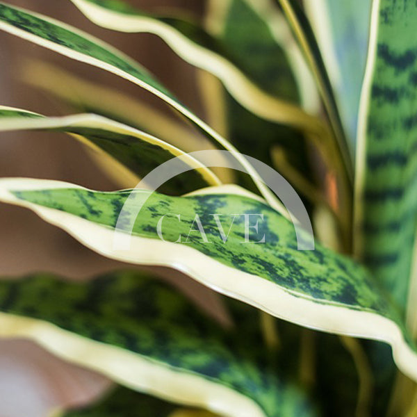 Indoor Artificial Plants - Tiger Tail Orchid with Yellow Leaves - More Sizes