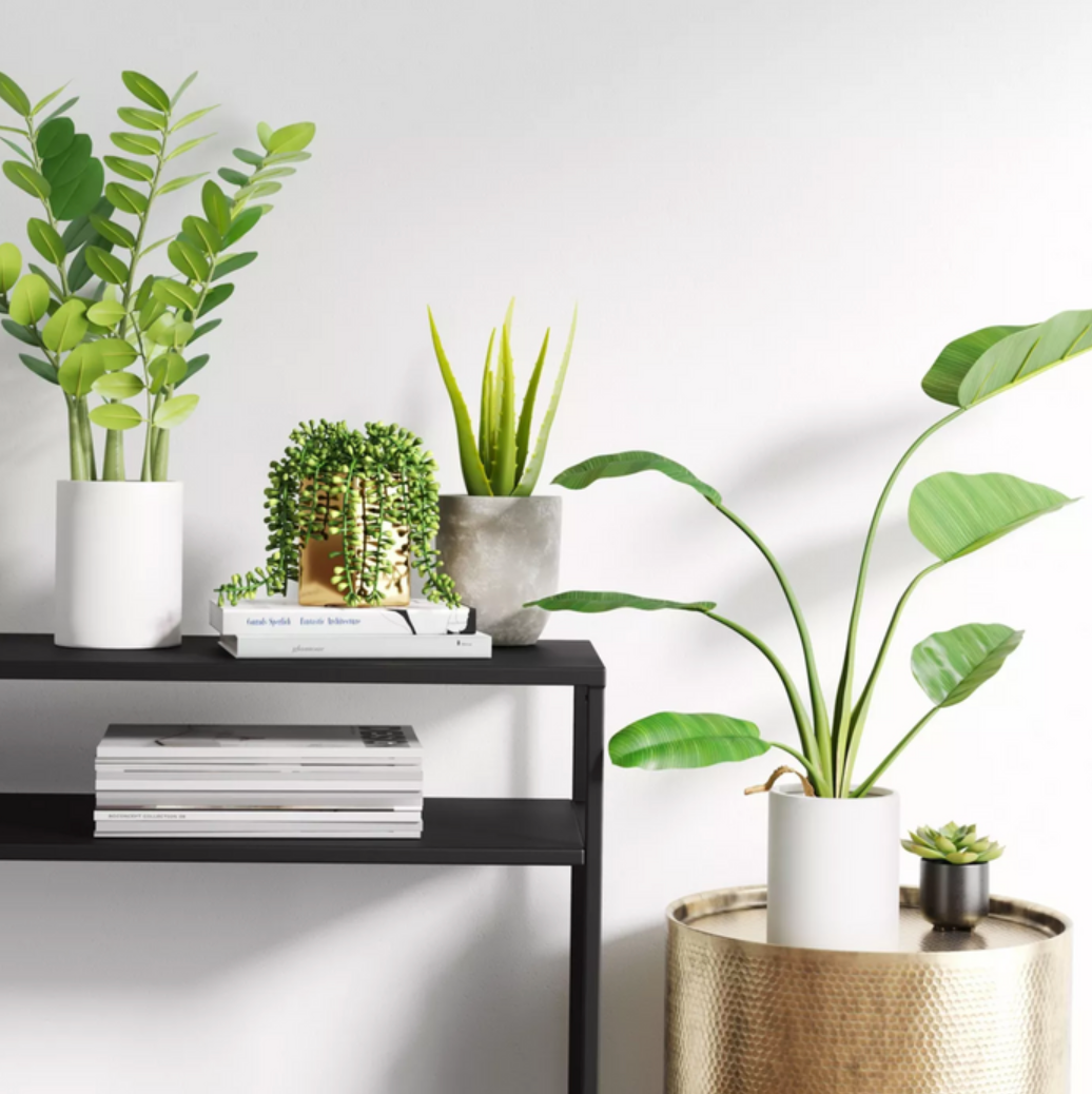 Plants
